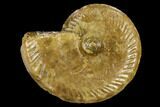 Fossil Ammonite (Leioceras) - Dorset, England #117154-1